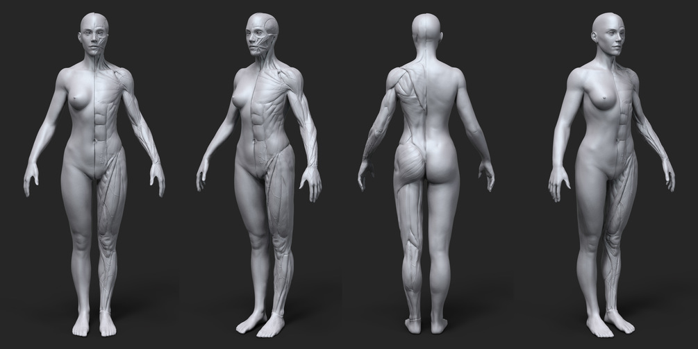 Anatomy Female Tool Reference for Artists !_DOWNLOADS Anatomy Female Anatomy Female,Reference for Artists