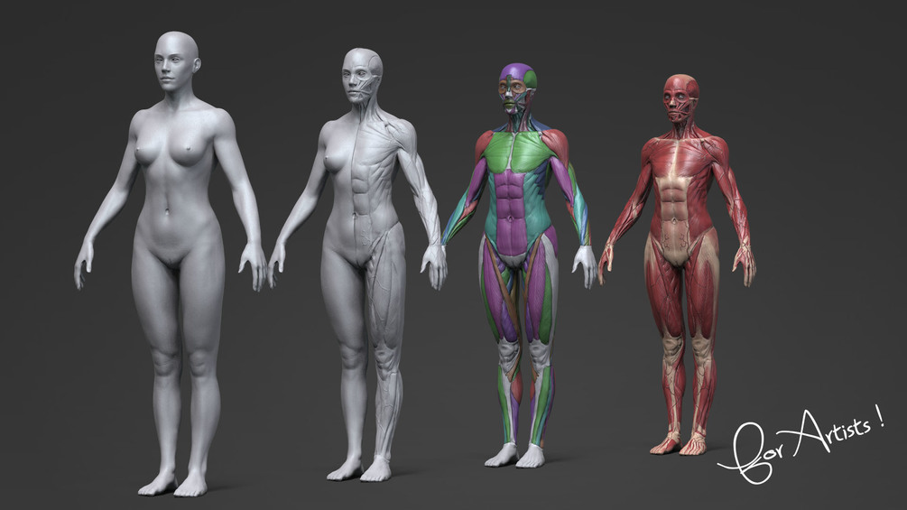 Ultimate Anatomy Tool Reference for Artists !_ DOWNLOADS Ultimate Anatomy Tool Ultimate Anatomy Tool,Reference for Artists