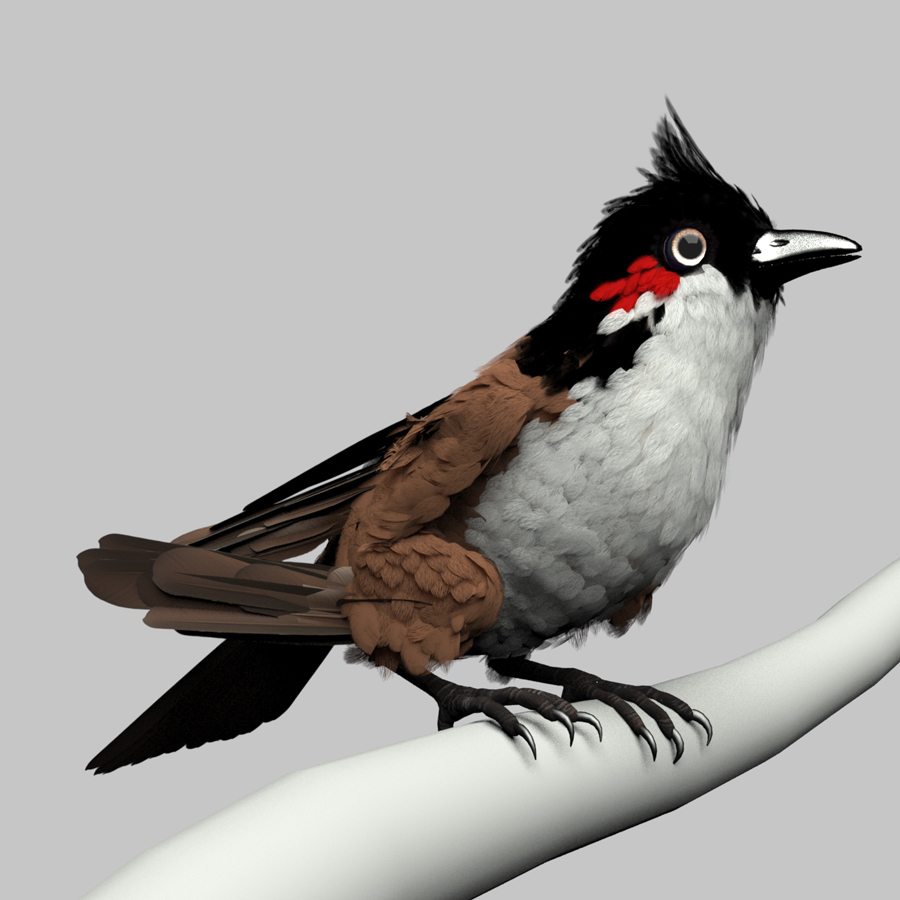 Red Whisker Bird Maya Rig Introduction Red Whisker Red Whisker,Bird Maya Rig,Introduction