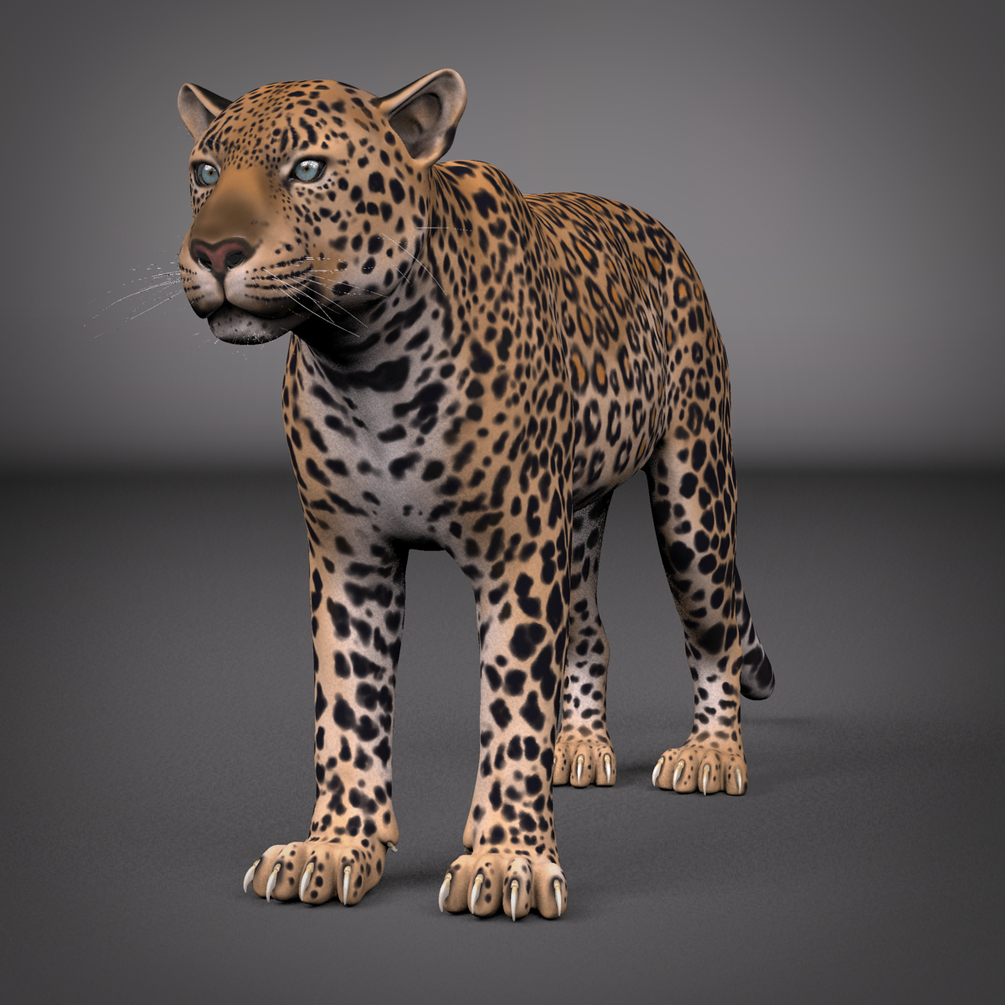 Leopard Maya Rig _ DOWNLOAD Leopard Maya Rig Leopard Maya Rig