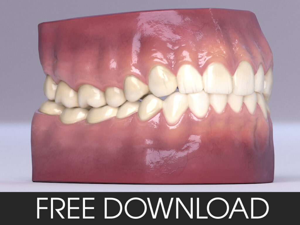 Free realistic teeth 3d model with textures _ By Simon Telezhkin realistic teeth realistic teeth,3d model,textures,Simon Telezhkin